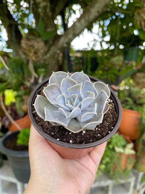 Echeveria Lilacina White Ghost Rare Succulent Live Plant Etsy