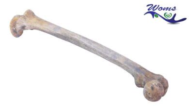 Veins of the upper limb