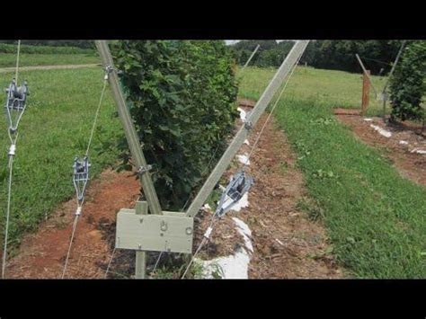 Trailing blackberries have flexible canes that must be tied to a trellis so they don't flop to the ground. How it works | Rotating Cross Arm (RCA) trellis for ...