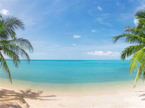 Обои Landscape Coconut Palm Trees Sky Nature Beautiful Panorama