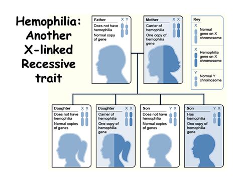 Thus to express a recessive trait, they should carry its two. Sex-Linked Traits - Presentation Biology