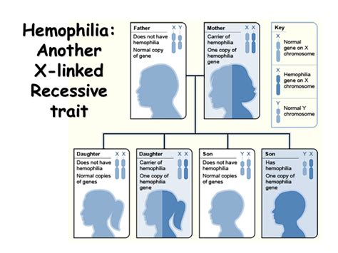 The x chromosome is a big determiner of baldness. Sex-Linked Traits - Presentation Biology