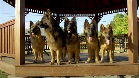 Ted Dog Whisperer Walks Pack Of German Shepherds Without Leash