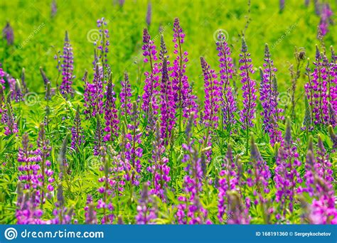 Lupinus Field With Pink Purple And Blue Flowers In Sunny Day A Field