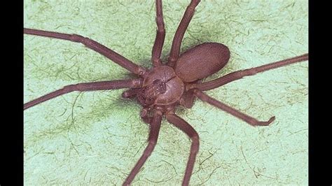 Dangerous Brown Recluse Spiders Found In Michigan Garage