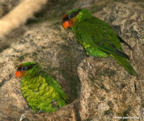 Parrot Encyclopedia Mindanao Lorikeet World Parrot Trust