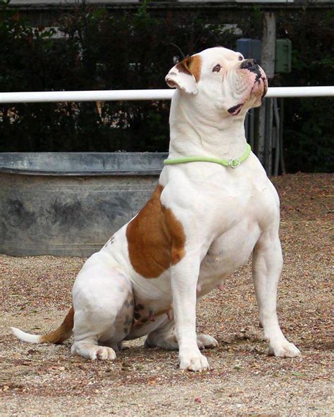 63 Scott Type American Bulldog Breeders Picture Bleumoonproductions