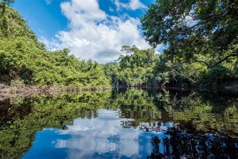 Amazon River Reflections Venezuela Stock Image Image Of Jungle