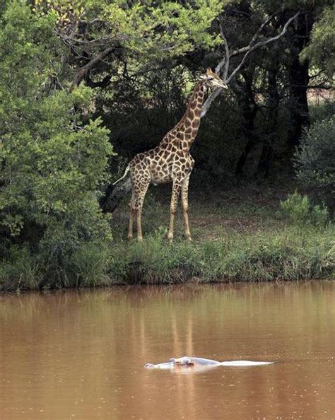Top Film Director Killed By A Giraffe In South Africa World News Uk