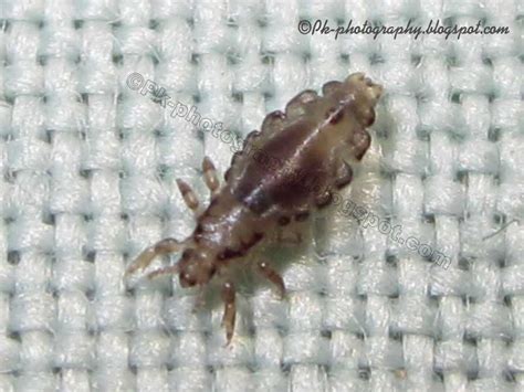 Head Lice Pictures Nature Cultural And Travel