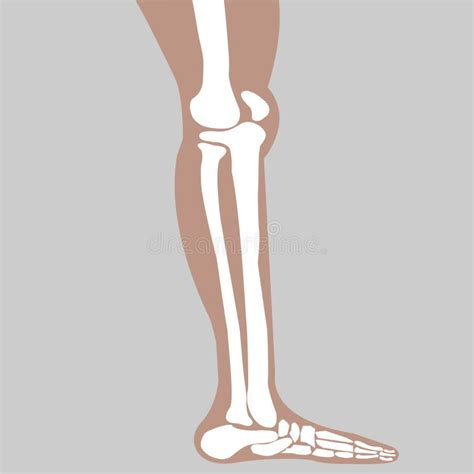 Human Knee Joint Stock Vector Illustration Of Bone Icon 84862720