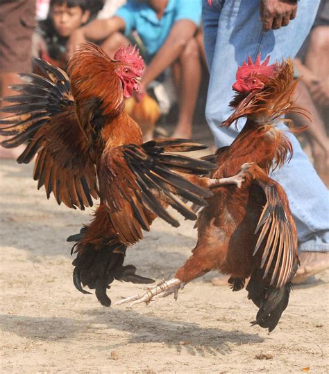 The government had on february 25, 2021 gave social media companies facebook, twitter, instagram to blocked in india on this date: HC upholds ban on cockfighting