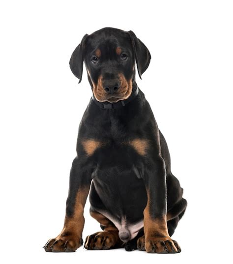 Premium Photo Puppy Doberman Pinscher Sitting Isolated On White