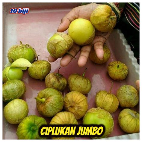 Bibit bibit tanaman buah langka delima arab thoib toib rummanrp65.000: Jual Paket Hemat -- Benih - Biji - Bibit Tanaman Langka 3 ...