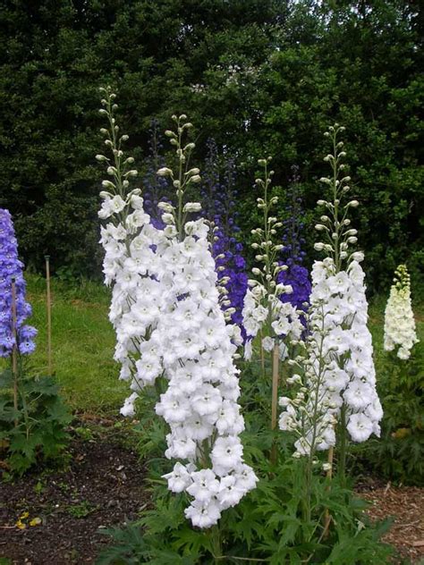Pin On Delphiniums