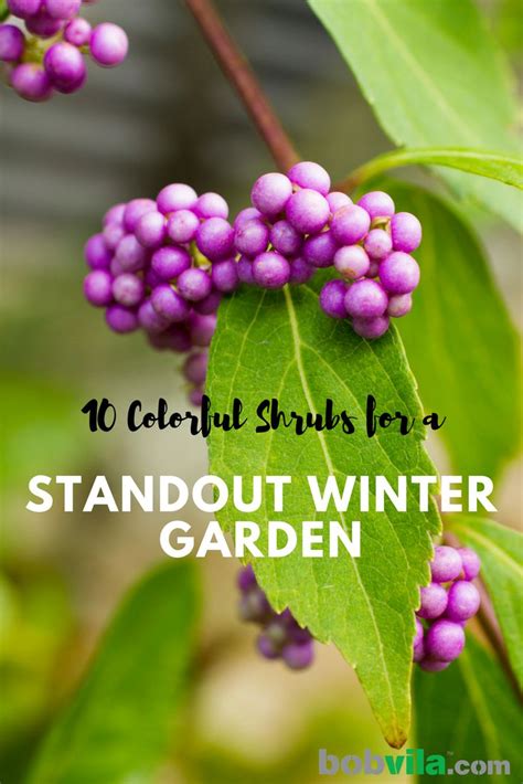 10 Stunning Shrubs That Look Better In Winter 28229 Landscapeshrubs