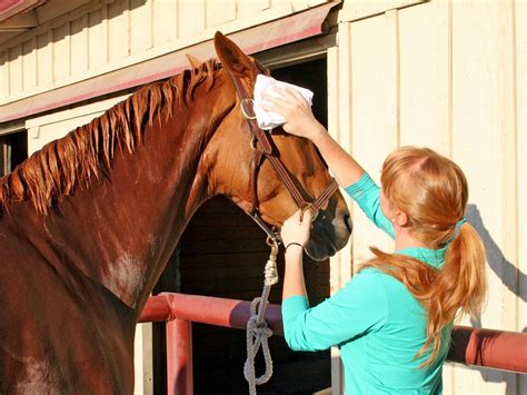 Equine Detailing Elevate Your Grooming Routine The Horse