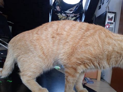 Broken cat tail (page 1). My Cat Has A Broken Tail What Do I Do - CatWalls