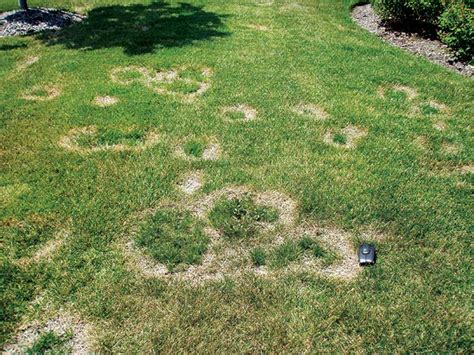 Know The Signs Of Necrotic Ring Spot In Turf Golfdom