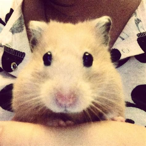 Let Me Take A Selfie Hamster Pets Animals