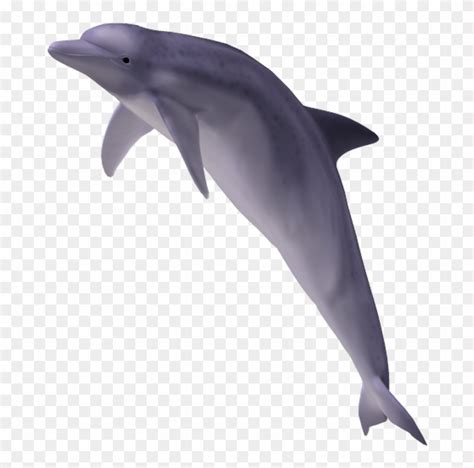 Dolphin Free Png Transparent Background Images Free