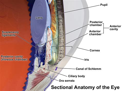 Straalvormig Lichaam Eyes Eye Health Facts Anatomy