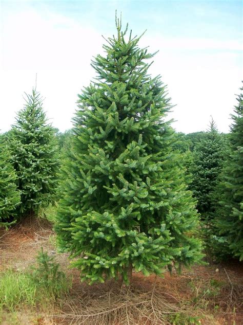 Wholesale Serbian Spruce Hartikka Tree Farms