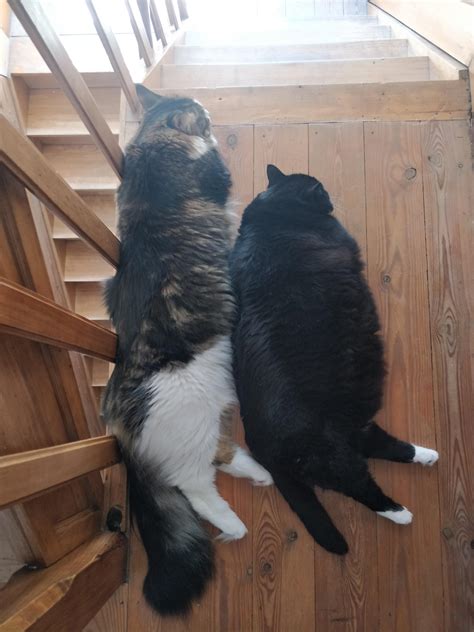 How Much Do Maine Coons Weigh Catsinfo