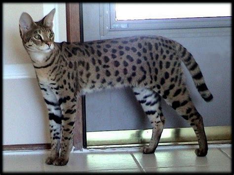 17 Best Images About Savannah Cat On Pinterest Cats Serval Cats And