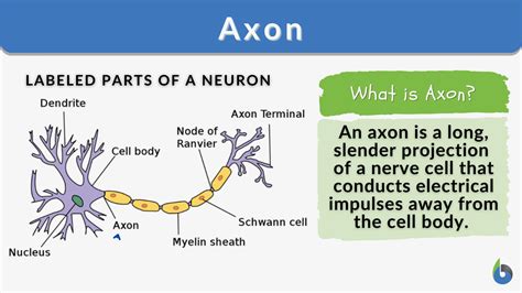 Axon Definition And Examples Biology Online Dictionary