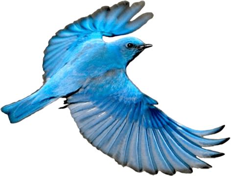 Blue Bird Cartoon Clipart Animated Bird Flying Png Transparent Png Images