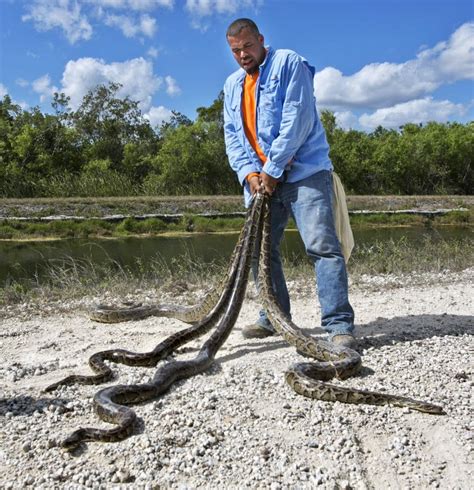 In The Everglades Hunters Help To Check A Slithery Invader The