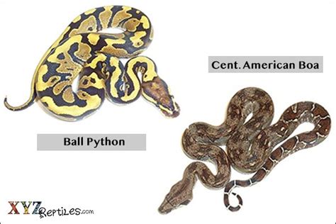Anaconda And Python Difference Anaconda Gallery