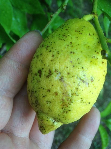 It's still very small (about 6 feet tall) but it started to develop root rot at the end of last year. Forum: Lemon Tree Problems