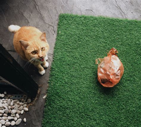 Look through examples of baca sahaja translation in sentences, listen to pronunciation and learn grammar. Kucing Jalanan Hadiahkan Nasi Bungkus Sebagai Tanda Terima ...
