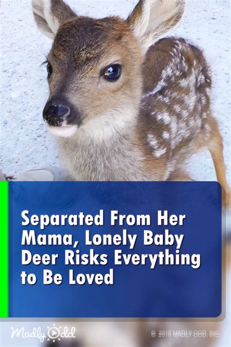Separated From Mama Lonely Baby Deer Risks Everything To Be Loved