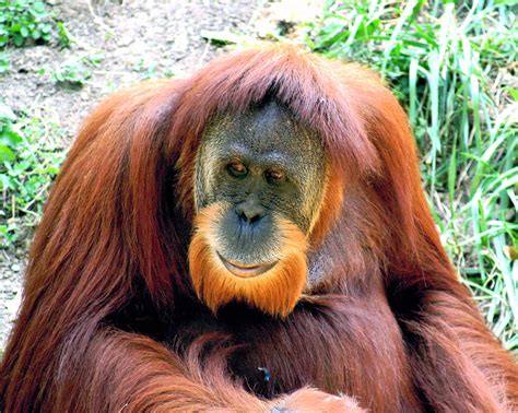 Endangered Animals Orang Utan Borneo Animal Pics On The World