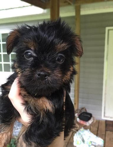 Male Yorkie Poo Puppies For Sale In Adner Louisiana Classified