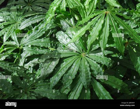 Dense Vegetation Of Foliage Plants Stock Photo Alamy