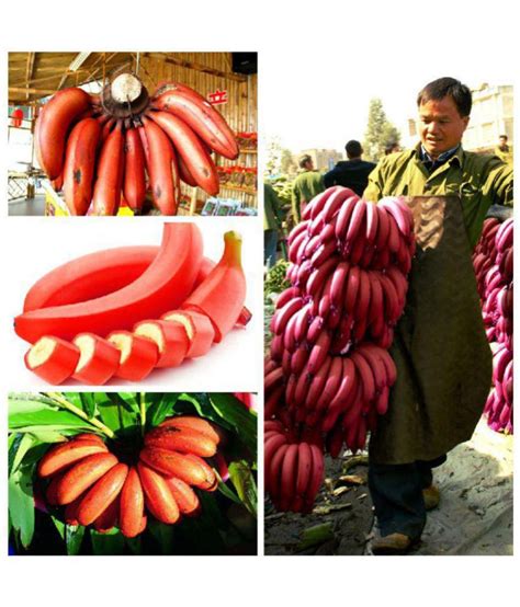 Dwarf Red Banana Seeds Delicious Rare Fruit Tree Seeds High Quality