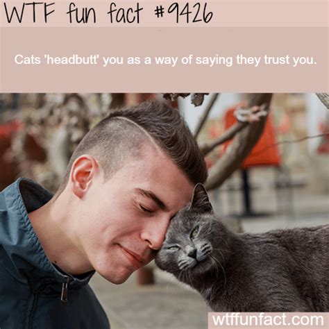 When Cats Headbutt You Wtf Fun Fact