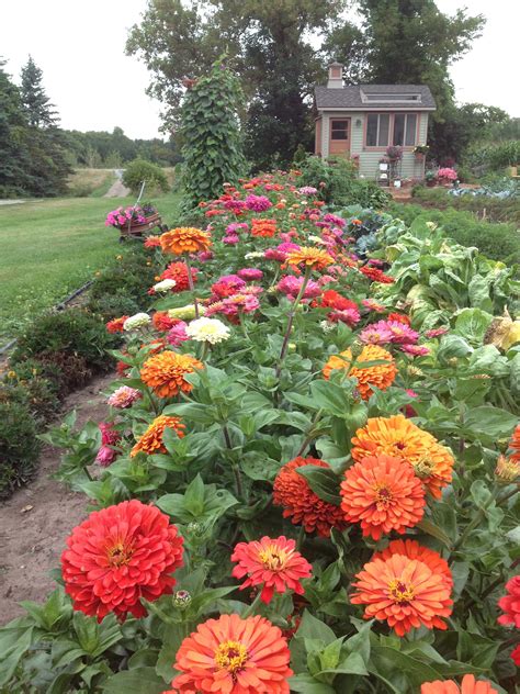 Zinnias In Our Garden Plants Zinnias Garden