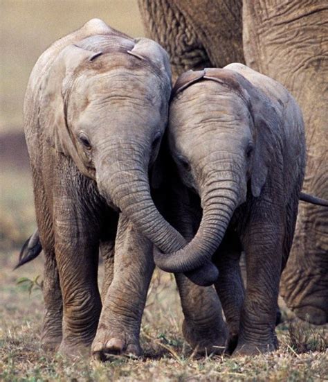 Trunks In Love Elephant Baby Animals Animals