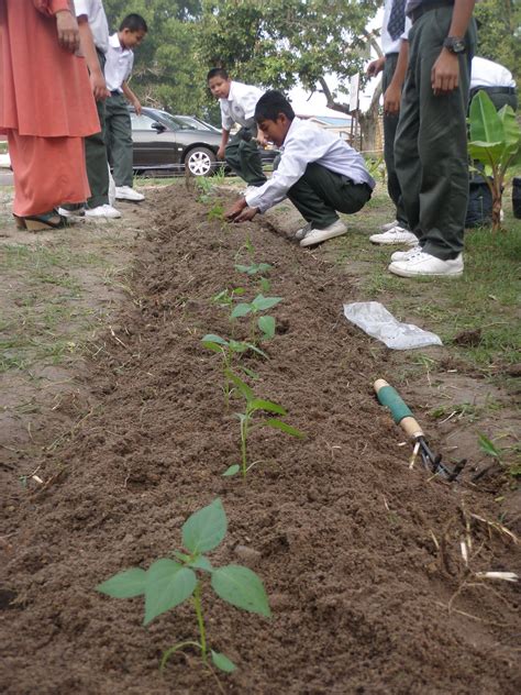 9 hari kemudian, with water and sun terkejut tengok pokok tu dah keluarkan daun. TERLALU ISTIMEWA: KOLABORASI : PROGRAM BERSAMA PELAJAR 1 ...