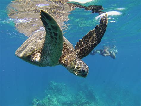 Sea Turtle Tours Hawaiian Paddle Sports In Maui