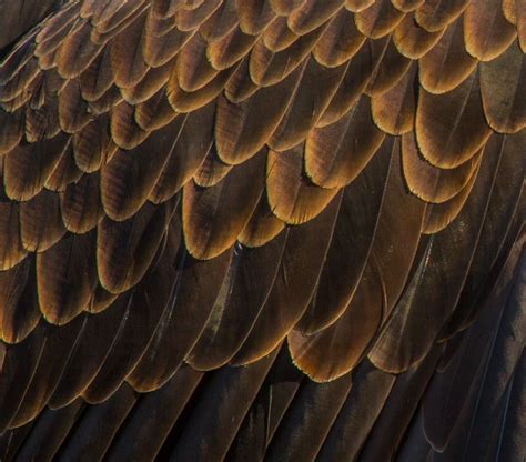 Eagle Feathers Eagle Feathers Feather Texture Eagle Art