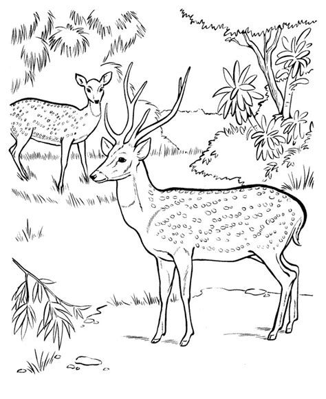 jungle coloring pages printable  coloring pages