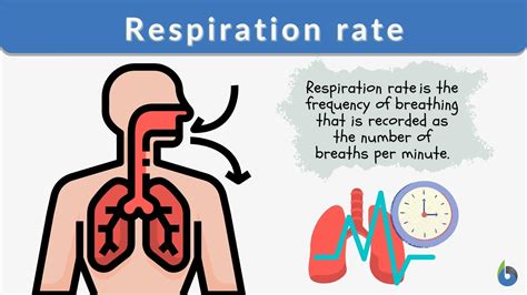 Respiration Rate Definition And Examples Biology Online Dictionary