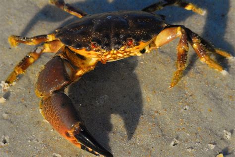 Crab Review 1 Florida Stone Crab