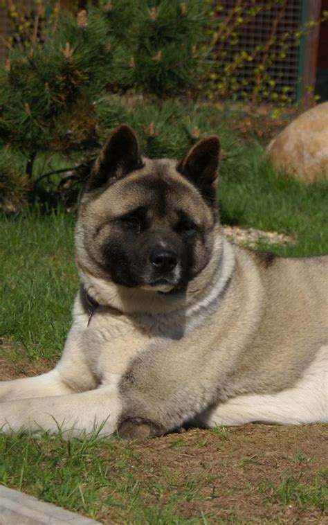Both the american and japanese akita have their roots in japan, starting out as hunting dogs. American Akita Wallpapers HD Download